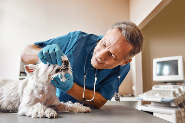 Best Weekend Emergency Dental Services in Punta Gorda, FL